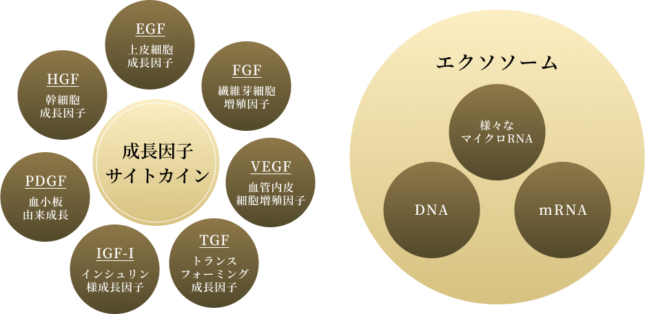 成長因子サイトカイン エクソソーム